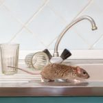 COMMENT PROTÉGER VOTRE MAISON DES RATS