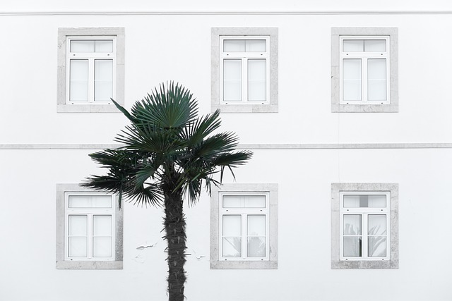 Palmiers en pot : Idées créatives pour décorer vos terrasses et balcons