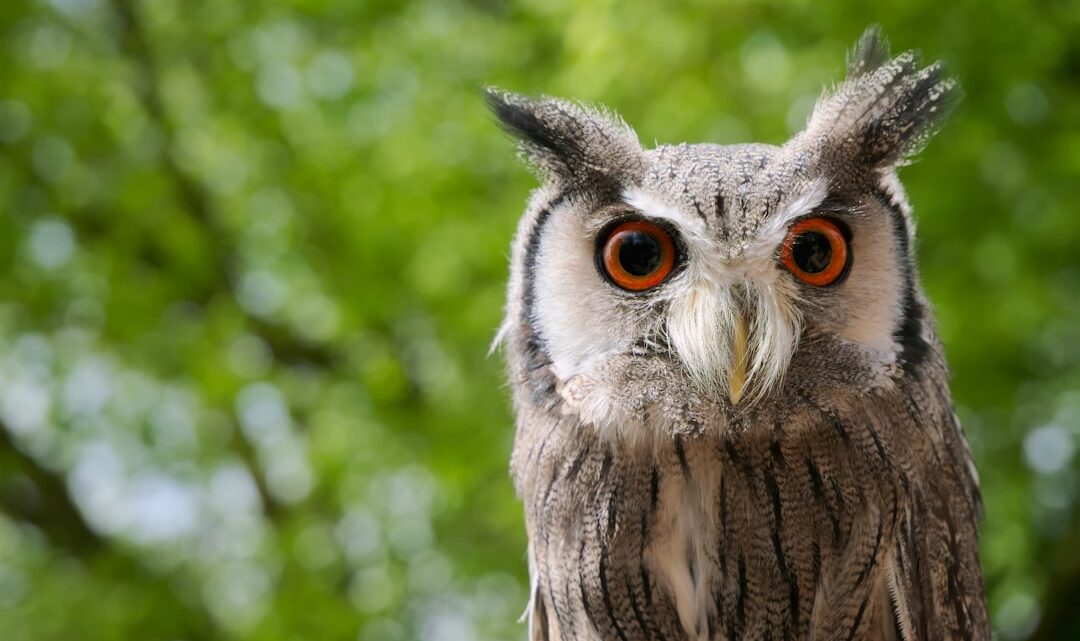 Le Hibou : symboles, mythes et influence dans la bijouterie