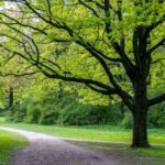 Les coûts associés à l'abattage et à l'élagage d'arbres