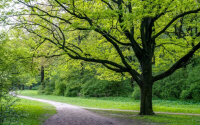 Les coûts associés à l'abattage et à l'élagage d'arbres