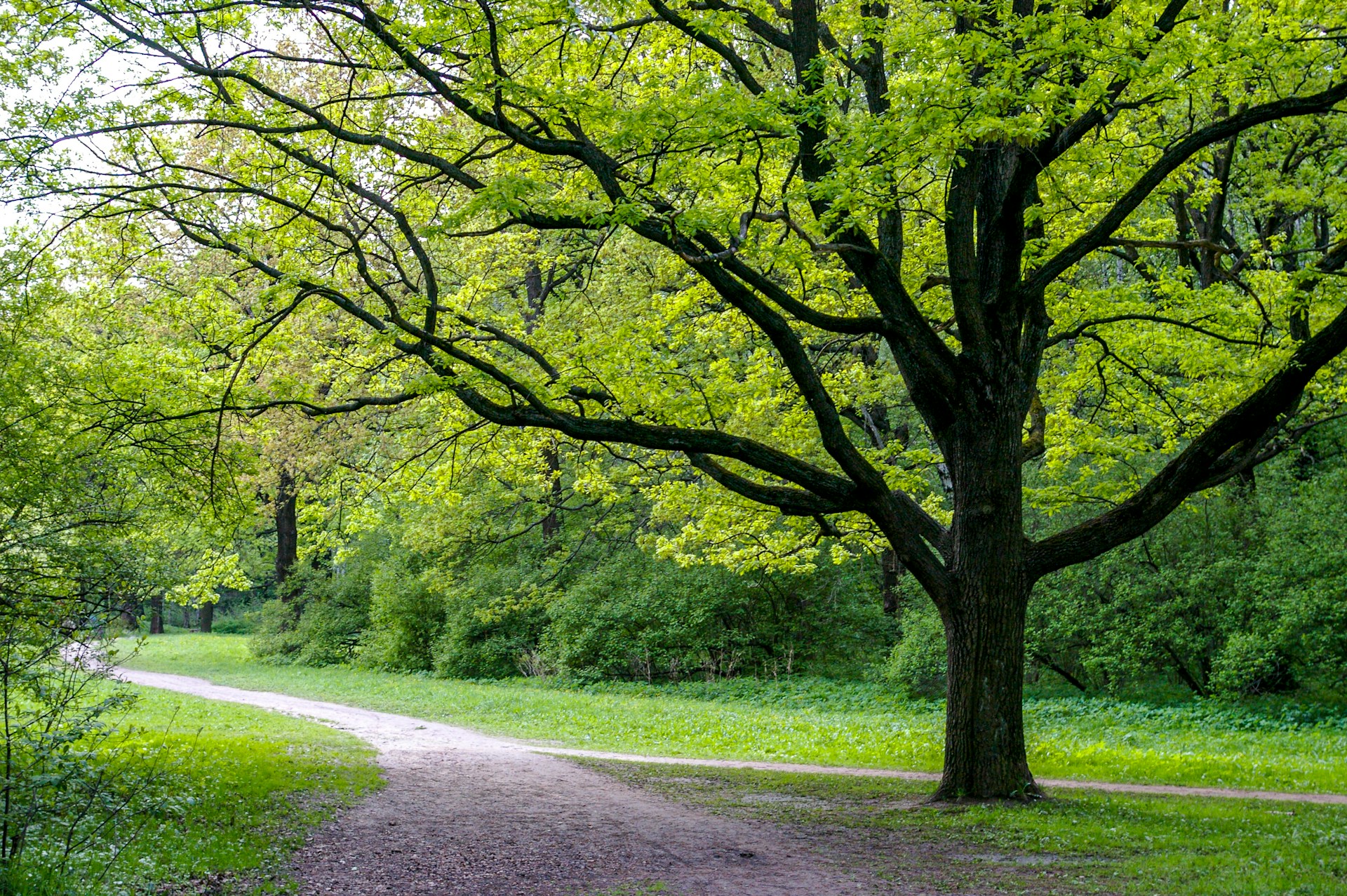 Les coûts associés à l'abattage et à l'élagage d'arbres