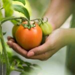 maladie tomate