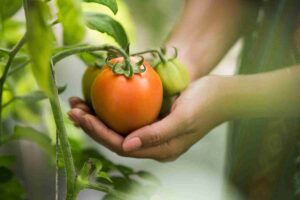 maladie tomate