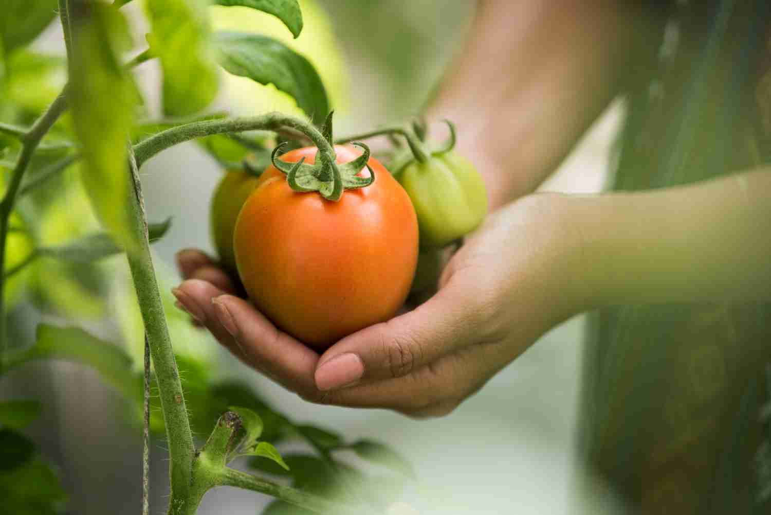 maladie tomate