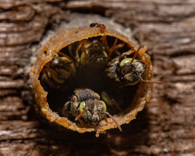 Guêpes et frelons
