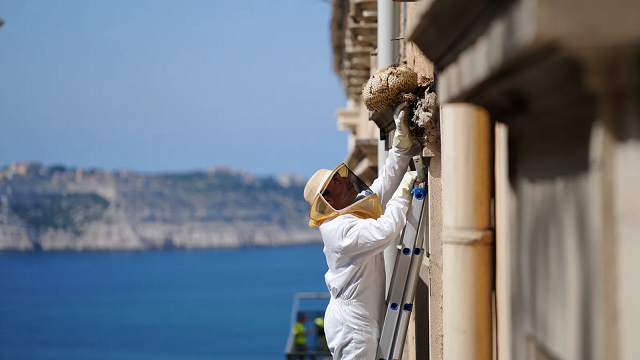 Intervention sur un nid de guêpes sur un immeuble à Marseille en 2026