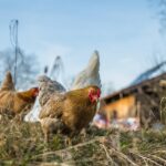 Alimentation des animaux d'élevage : conseils pour un élevage sain