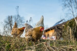 Alimentation des animaux d'élevage : conseils pour un élevage sain