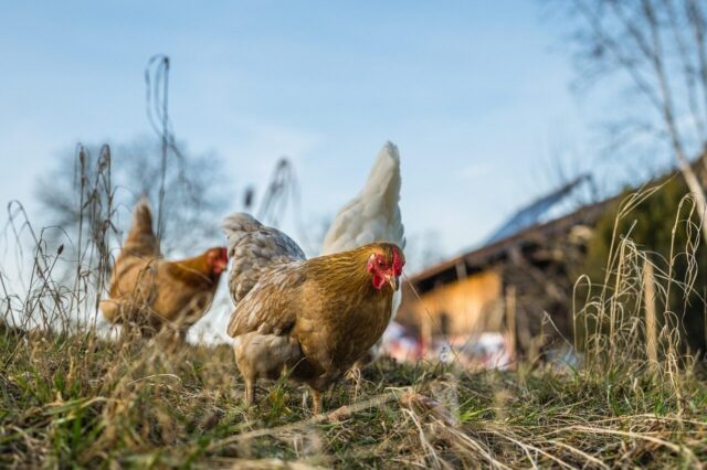 Alimentation des animaux d'élevage : conseils pour un élevage sain